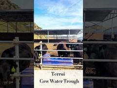 Automatyczny poidło dla bydła