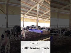 LLDPE Automatyczny podlewacz dla bydła z 3 zestawami dysków grzewczych 220V300W dla bydła