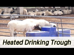 Wysokiej pojemności wodnik dla krów o pojemności 260 l i wysokości picia 190 mm